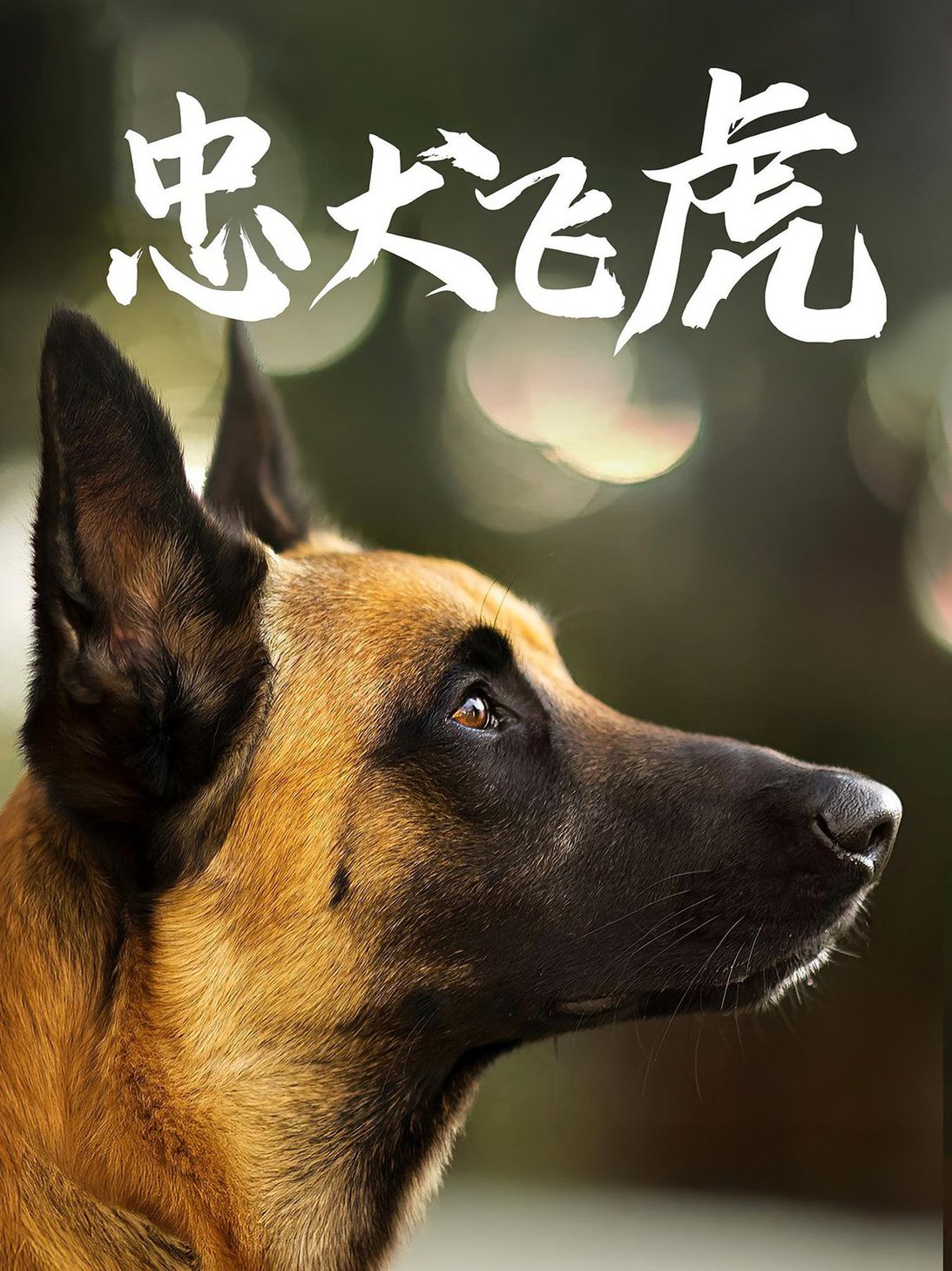 短剧《忠犬飞虎$吴桂洲/谭镁纶》